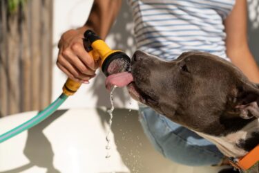 Fumaça: pets também sofrem com tempo seco e calor intenso