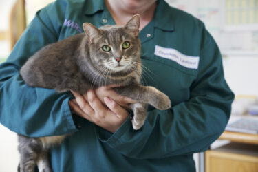 Cuidados essenciais para prevenir um dos distúrbios que mais acomete gatos e cães: a obesidade