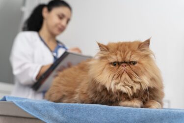 Animais também podem ter câncer de mama; entenda como a doença se desenvolve e como preveni-la