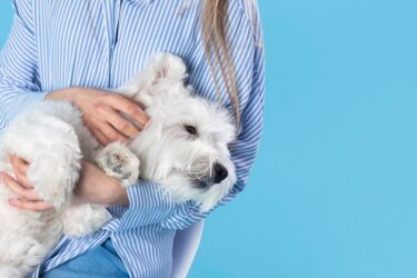 Novembro Azul Pet: como identificar, prevenir e tratar o câncer de próstata em animais