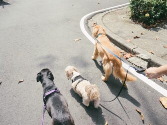 Moradores da Vila Oliveira alertam para aumento de casos de envenenamento de animais no bairro