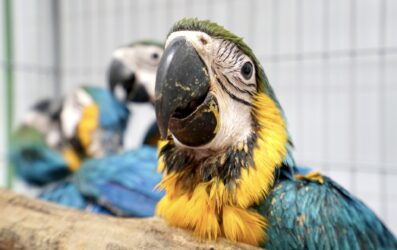 PM apreende 163 aves do tráfico em Guararema; filhotes desnutridos e feridos são levados ao Cetras