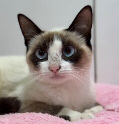 Mogi Shopping e Instituto Caramelo promovem evento de adoção de cães e gatos