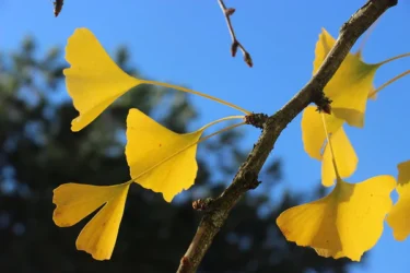 NOVA COLUNA O Poder das Plantas Medicinais: Ginkgo biloba; por Sandra Pacca, mestre em farmacologia
