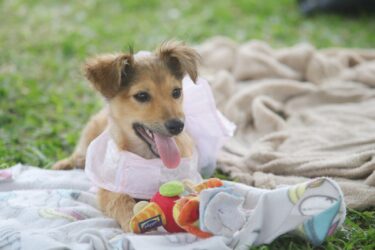 Nova edição de adoção do ‘Baby, me Leva!’ ocorre, neste domingo (3), no Parque Max Feffer, em Suzano