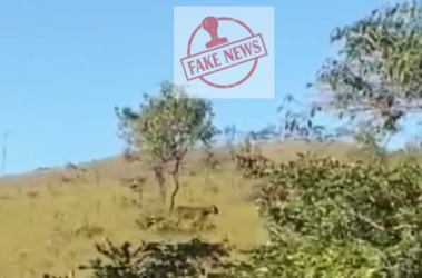 É falso vídeo que circula nas redes sociais mostrando animais mordidos por onça em Poá