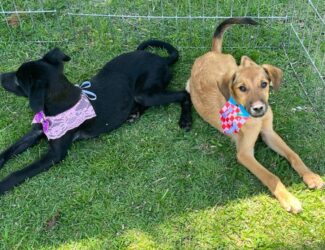 Suzano Shopping recebe evento de adoção de cães e gatos do projeto “Baby, me Leva”