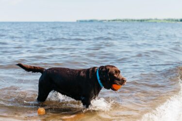 Veterinário diz como garantir a saúde dos cães após um dia de diversão na água, no sol ou na areia