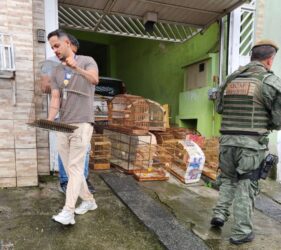 Guarda Ambiental de Itaquá resgata 46 pássaros mantidos em cativeiro no bairro Monte Belo