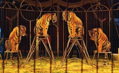 Legislativo mogiano repudia projeto que permite uso de animais em circos