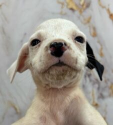Evento de adoção do Patteo Urupema Shopping e Grupo Fera busca um novo lar para cães e gatos