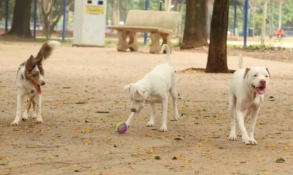 Governo lança RG Animal: tutores já podem registrar cães e gatos gratuitamente