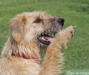 Suzano Shopping realiza 1º Encontro de Pets “Fiapos de Manga” com ação solidária, neste domingo (27)