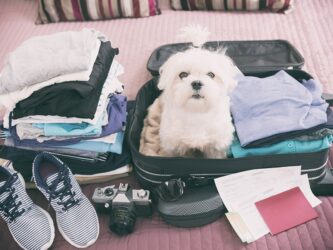 Feriadão à vista: confira as dicas para viajar com seu pet com segurança e tranquilidade
