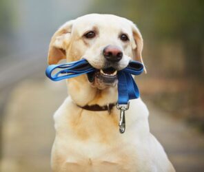 “Seu Amigo Pet”, em Jundiapeba, abre está com inscrições abertas para a 3ª edição de castração
