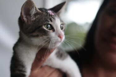 ‘Baby, me Leva’, projeto de Suzano, ultrapassa marca de 2 mil animais adotados desde 2021