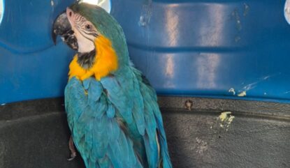 Centro de Controle de Zoonoses resgata arara-canindé no Mogi Moderno, em Mogi das Cruzes