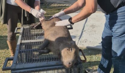 Filhote de capivara ferido é resgatado pelo CCZ no Parque Leon Feffer, no distrito de Braz Cubas