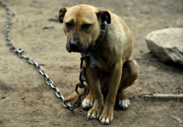 Governo de SP proíbe acorrentamento de pets e delimita novas regras para o bem-estar animal