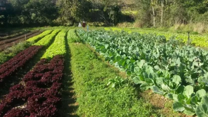 Agricultura movimenta R$ 1 bi e é potência econômica no Alto Tietê, aponta estudo de instituições