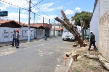 Envenenamento de árvores em Suzano resulta em corte e investigação por crime ambiental