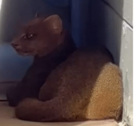 Raro gato-mourisco é avistado em área de obras no bairro Taboão, em Mogi das Cruzes