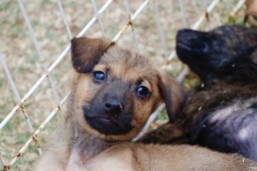 ‘Baby, me Leva!’: feira de adoção responsável de cães e gatos será realizada neste sábado em Suzano