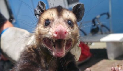 Centro de Zoonose de Mogi captura gambá em instituição e devolve animal à natureza após avaliação