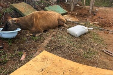 Meio Ambiente de Suzano resgata vaca e bezerro vítimas de maus-tratos no Jardim Carla