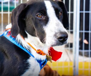Evento de Adoção Pet no Mogi Shopping reúne Instituto Ampara Animal neste sábado (15)