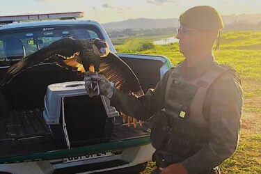 Grupamento de Proteção Ambiental apreende 22 pássaros silvestres e devolve carcará à natureza