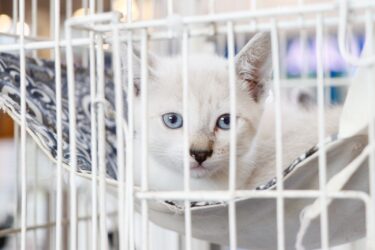 Programa “Baby, me Leva!” promove última adoção de cães e gatos do ano em Suzano