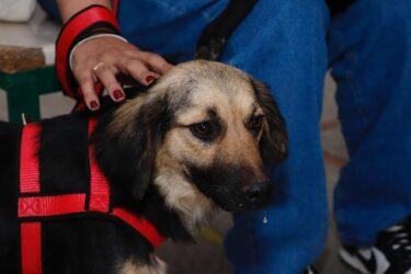 Mutirão de castração em Suzano atenderá 230 pets neste sábado; tutores estãos sendo convocados