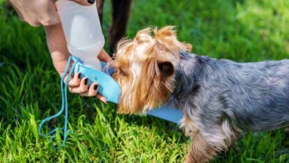Verão exige cuidados redobrados com os pets; calor pode causar desidratação e insolação