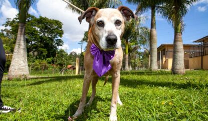 Mogi deve implementar Programa de Voluntários do Canil Municipal, denominado “Passeio Animal”