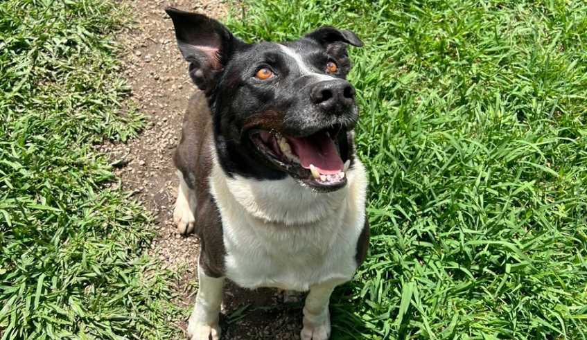 Secretaria de Meio Ambiente de mogi mantém 100 animais entre cães e gatos para adoção no Nubea