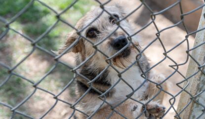 Mogi das Cruzes inicia programa de caminhadas com animais acolhidos no Núcleo de Bem-Estar Animal