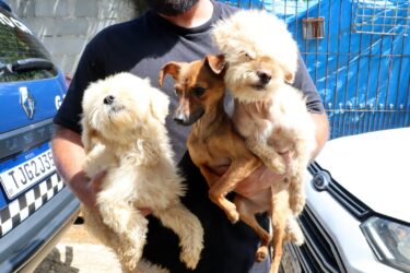 Três cães são resgatados por maus-tratos na Vila Ipelândia; tutora será responsabilizada