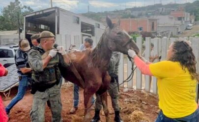 Maus-tratos: após denúncia de moradores, cavalo abandonado é resgatado no Rio Abaixo, em Suzano