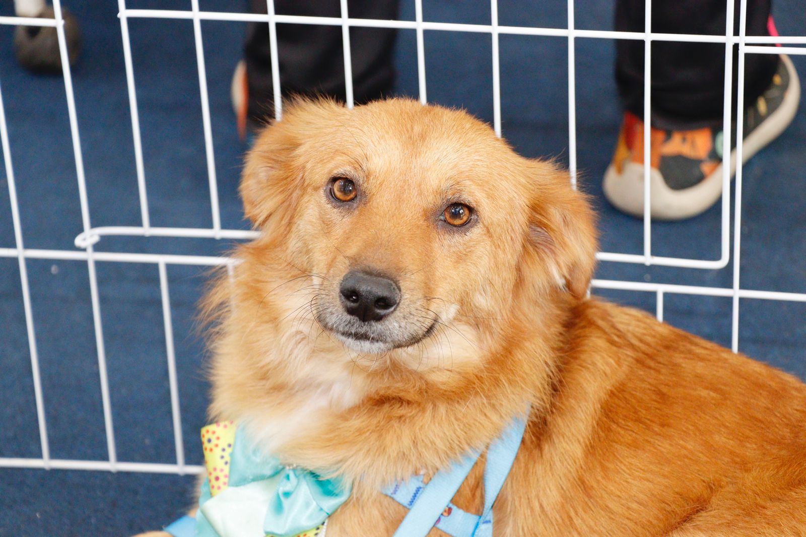 Suzano realiza nova edição do projeto “Baby, me Leva!” com adoção de cães e gatos neste domingo (25)