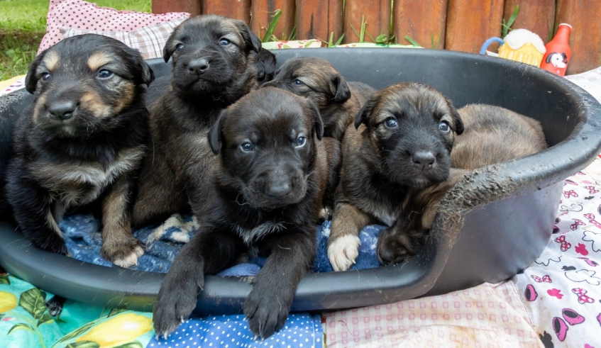 Núcleo de Bem-Estar Animal tem filhotes com 1 mês de vida para adoção, além de pets adultos