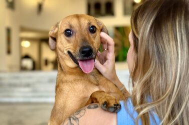 Nova lei permite que animais de estimação sejam enterrados com seus tutores em São Paulo