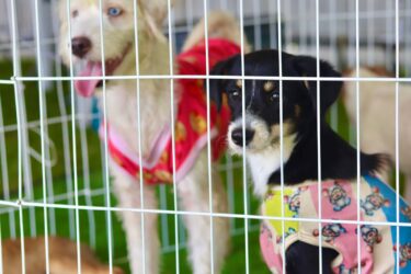 Projeto “Baby, me Leva!” leva mais de 60 cães e gatos para adoção durante o Festcão
