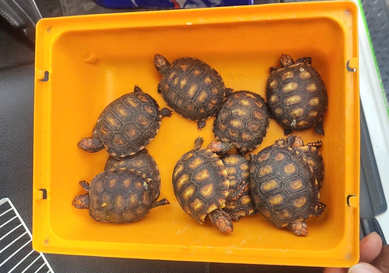 GCM de Suzano apreende 10 jabutis-piranga em caso de crime ambiental na Vila Figueira