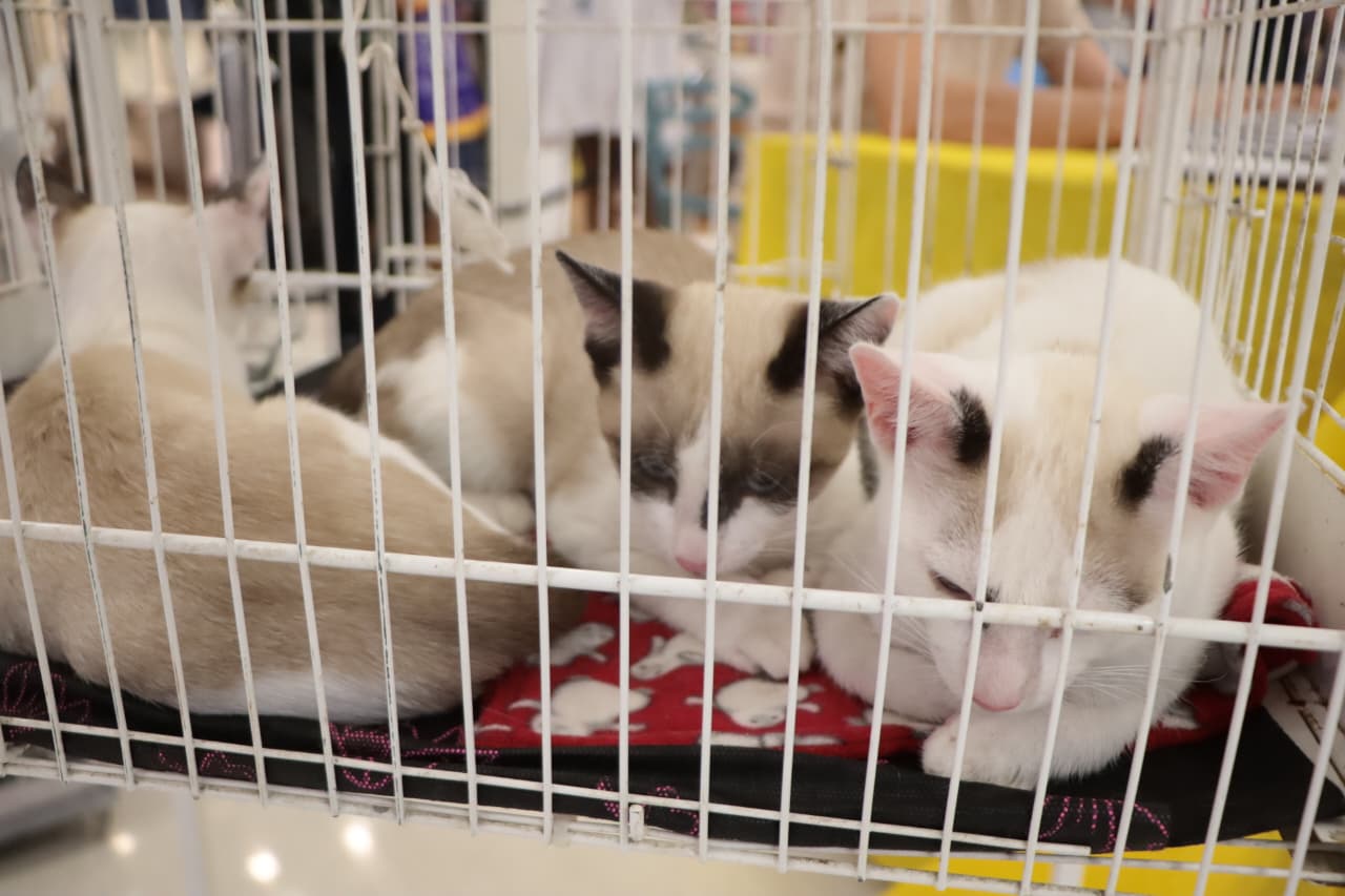 Feira “Baby, me Leva!” da Prefeitura de Suzano leva 30 pets para adoção no shopping da cidade