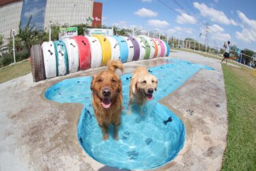 PlayPet de Suzano completa 7 anos com espaço de lazer para cães e tutores no Viveiro Municipal