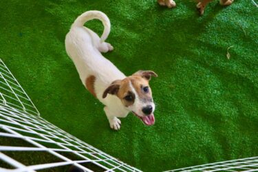 Suzano realiza mais uma feira de adoção de animais neste domingo no Parque Max Feffer