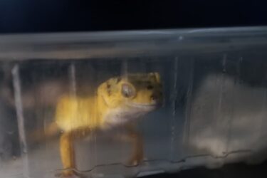 GPA de Suzano apreende 10 filhotes de lagartixa-leopardo transportados em aplicativo