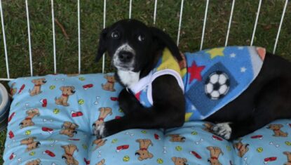 Prefeitura de Suzano promove Campanha do Agasalho Pet para ajudar cães e gatos no inverno
