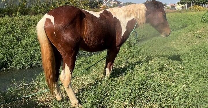 Meio Ambiente resgata cinco cavalos abandonados em área pública no Miguel Badra, em Suzano